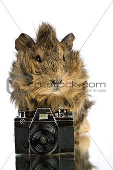 Funny shaggy photographer. A Cavia with old photo camera