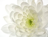White Chrysanthemum flower  abstract backgrounds
