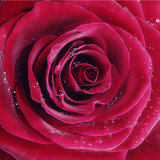 Red rose with water drops, closeup photo.