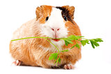 Lunch time. Funny guinea pig portrait over white background