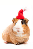 Funny guinea pig portrait over white background