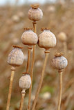 Detail of tree poppyheads on the field 