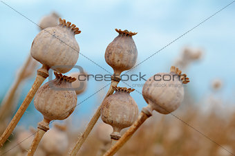 Detail of tree poppyheads on the field 