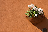 Flower Pot on Orange Wall