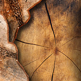 Section of Tree Trunk  - Background
