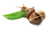 Snail and green leaf