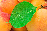 Close up apricots.