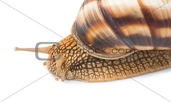 White isolated snail