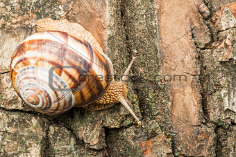Snail on tree bark