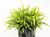 Green plants in black pots