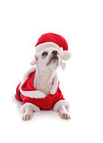 White dog wearing a santa claus suit and looking up