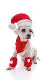 White dog wearing Santa hat, scarf and legwarmers