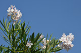 oleander white