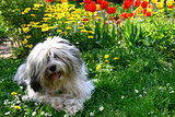  dog in a garden