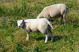Sheeps at a dike, the Netherlands