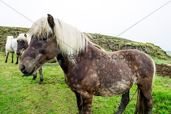 Beautiful Icelandic horses