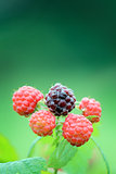 Black Raspberry Closeup