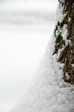 close up photo of tree trunk in snow