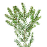 green fir branch for decoration