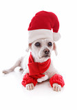 Cosy dog wearing a santa hat