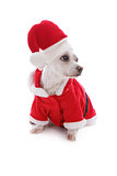 Christmas festive dog wearing santa hat looks sideways