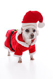 White dog wearing a red and white santa costume