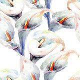 Calla Lily flowers, watercolor illustration 