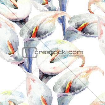 Calla Lily flowers, watercolor illustration 
