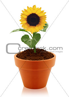 sunflower in clay pot 