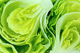 Green Iceberg lettuce
