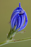 flower close up of a blue composite  
