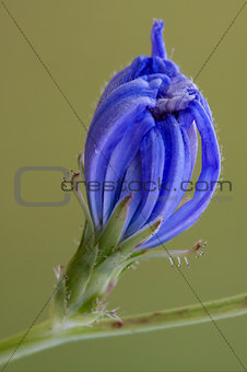 flower close up of a blue composite  