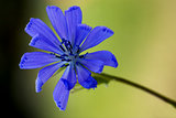 flower close up of a blue composite