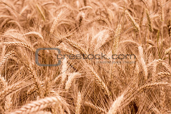 Spikelets of wheat in the sunlight.