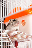 Djungarian hamster in cage