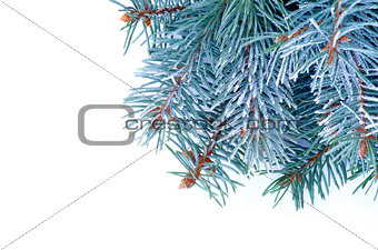 Blue Spruce Branch