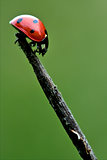  side of  wild red ladybug