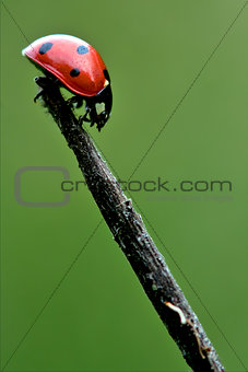  side of  wild red ladybug