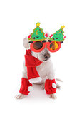 Dog celebrates Christmas