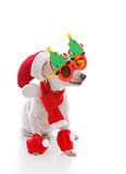Happy dog at Christmas wearing comical glasses santa hat and cos