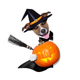 halloween witch dog 