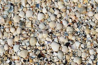 shells closeup as background