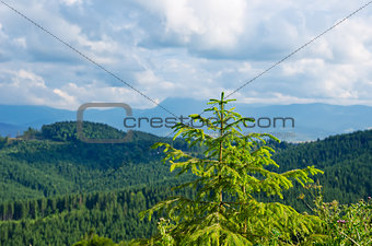 Pine tree closeup over mountain Carpathians