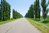 road to horizon in trees