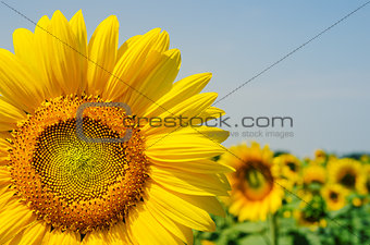 part of sunflower over field
