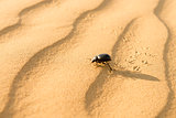Scarab on sand dune in desert
