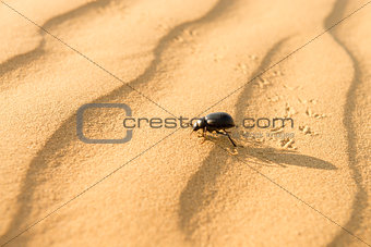 Scarab on sand dune in desert