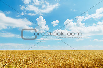 field of wheat under cloudy sky