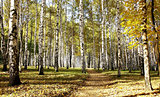 Pathway in october autumn sunny birch grove