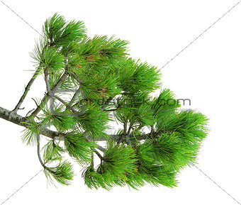 branch of pine, isolated